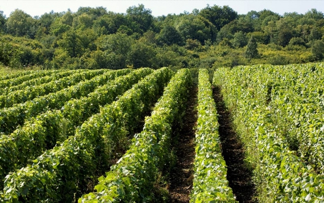 Champagne Jean COMYN - 