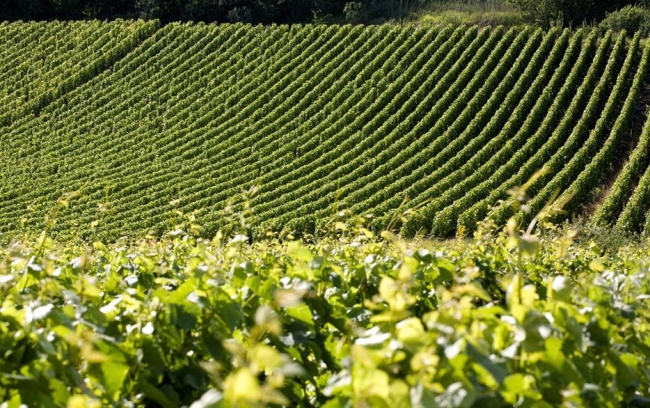 Champagne Jean COMYN - 